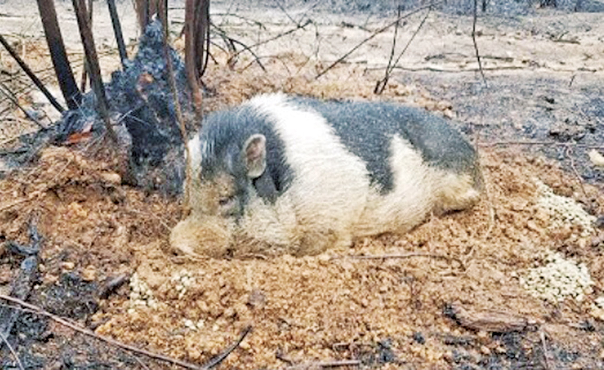 寵物豬挖泥洞捱過山火