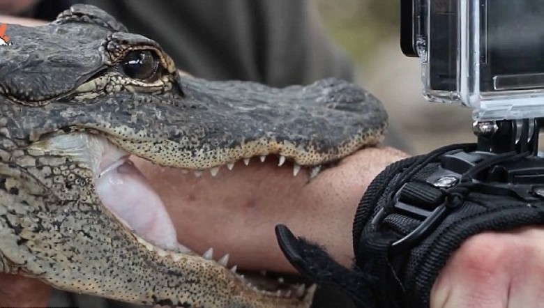 美動物專家畀手臂鱷魚咬