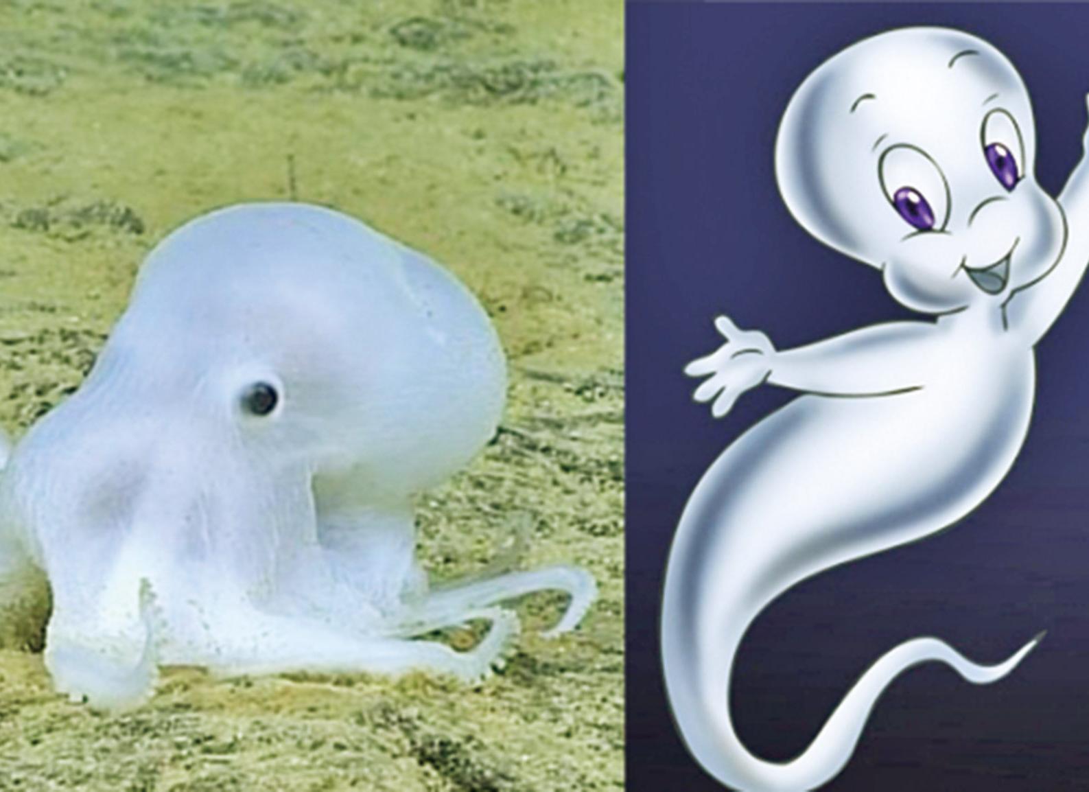 激似「卡斯帕」