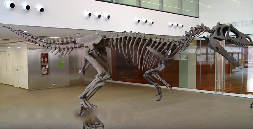 阿根廷發現新種肉食恐龍化石