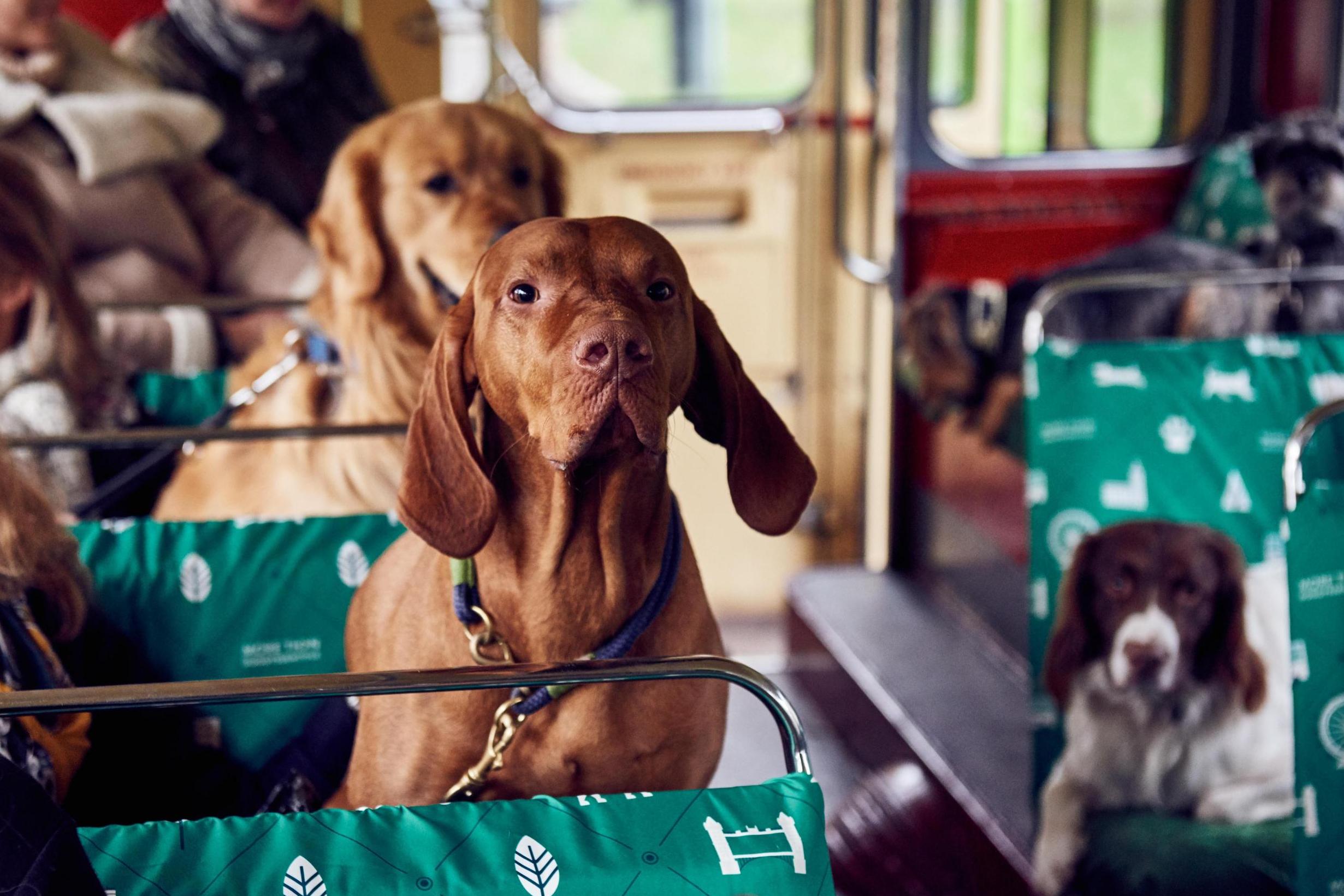 世界上第一輛狗狗專屬觀光巴士