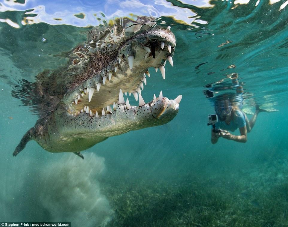 美父女伴遊兩米鱷魚