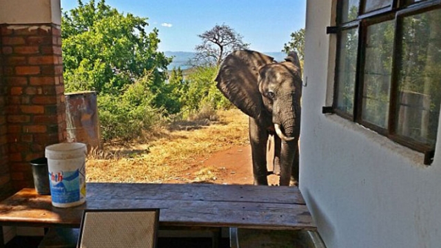 大象居然識去酒店搵人求救！