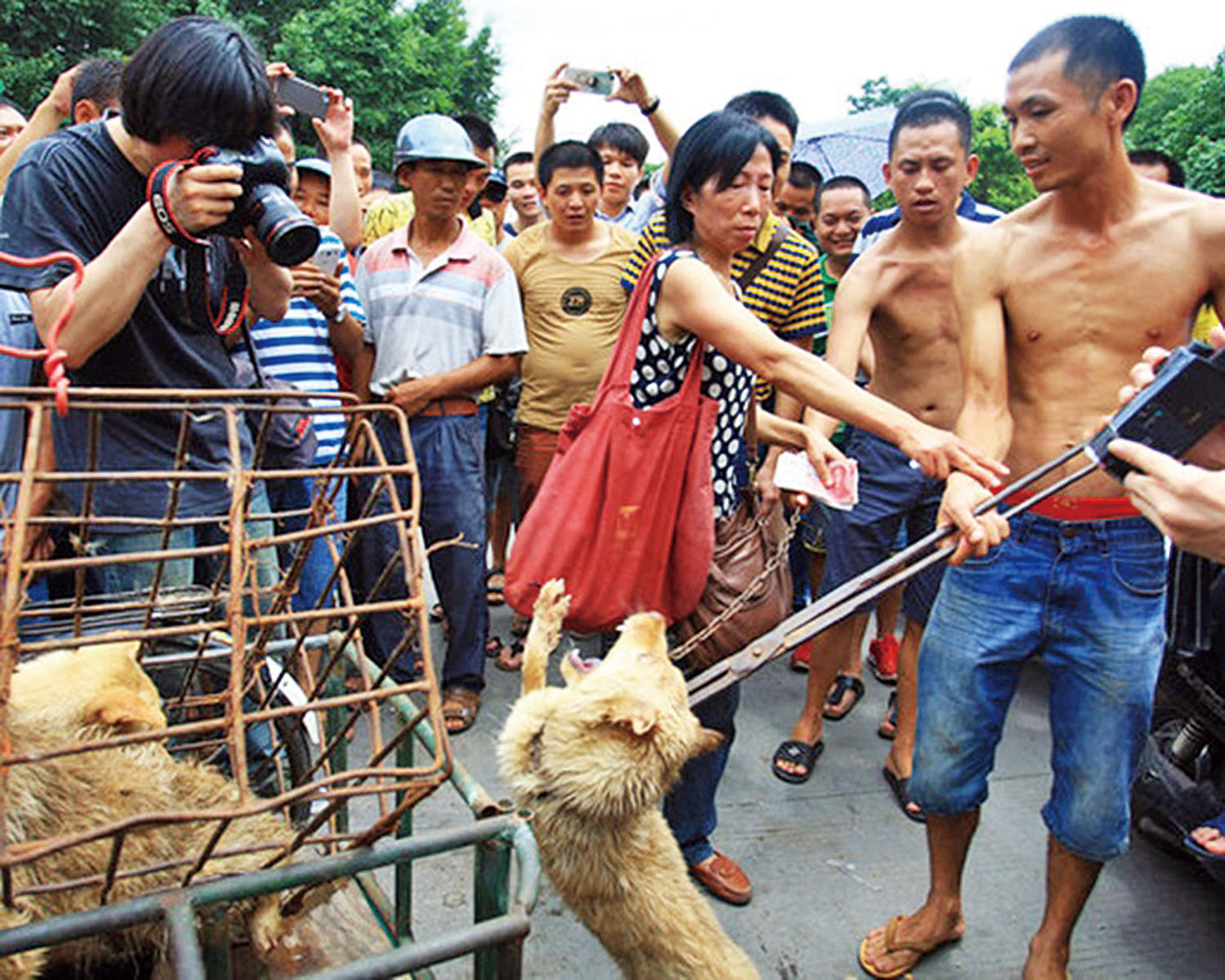 狗肉銷量驟升九倍