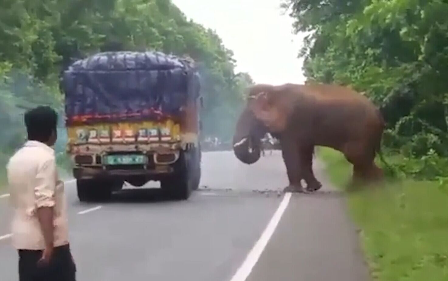 印度每日有人命喪大象腳下