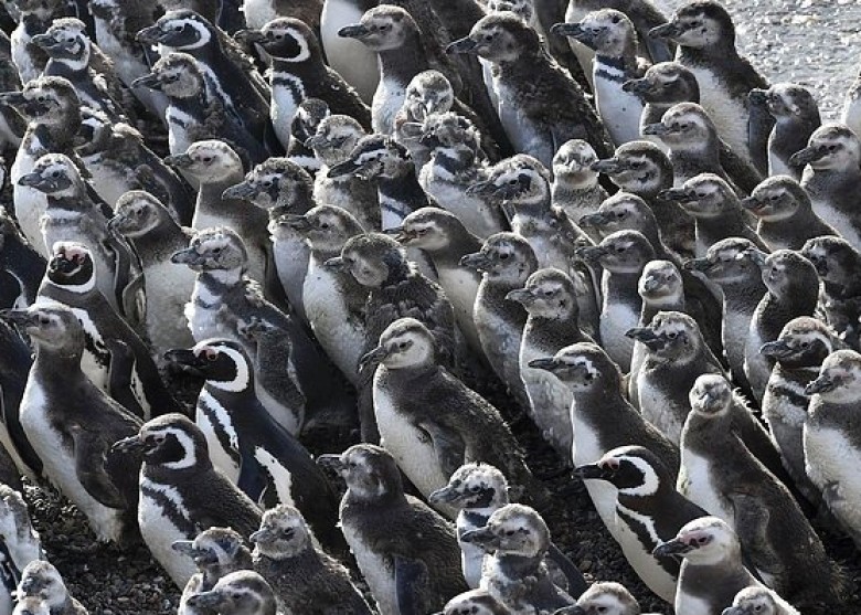 ​逾百萬隻企鵝阿根廷海灘繁殖