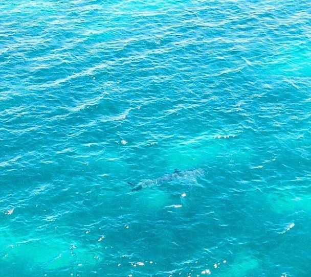 七米長巨型大白鯊傲游澳洲海岸