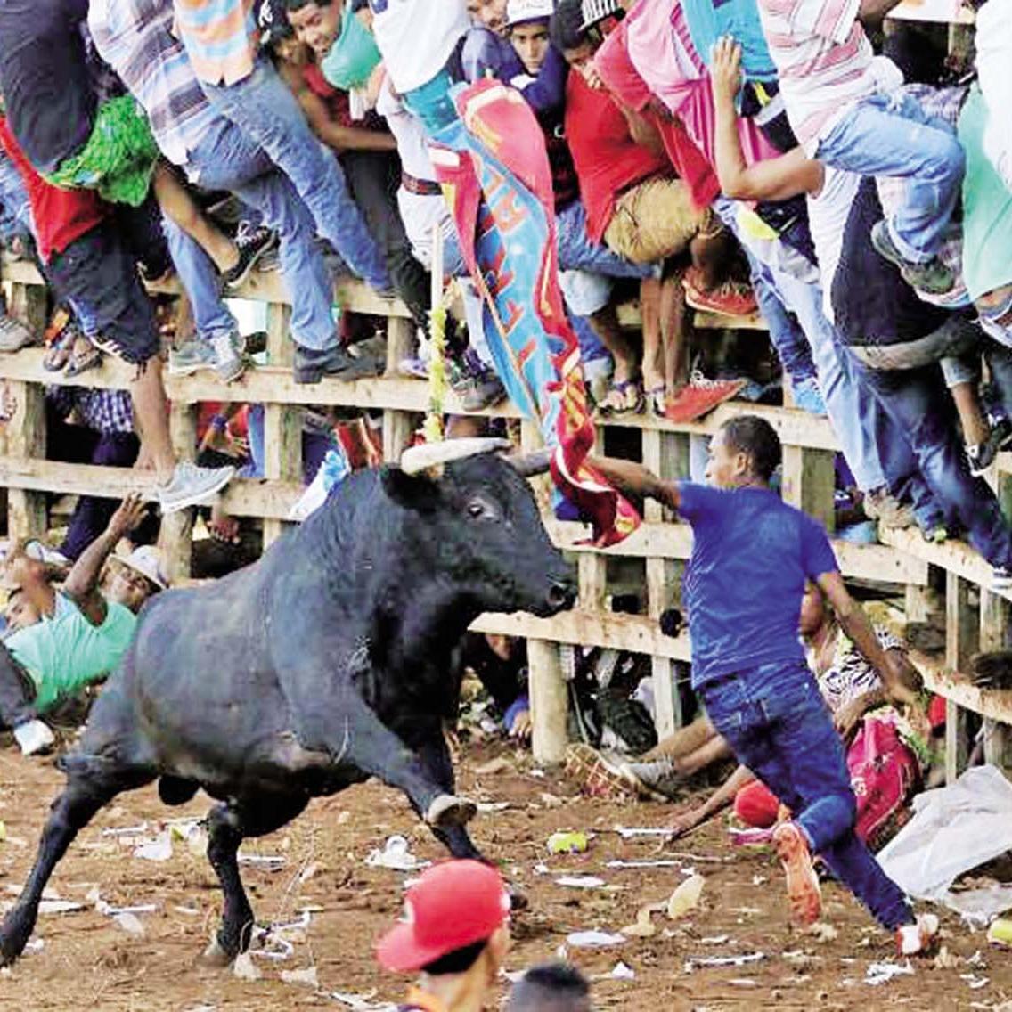 哥倫比亞新年鬥牛意外