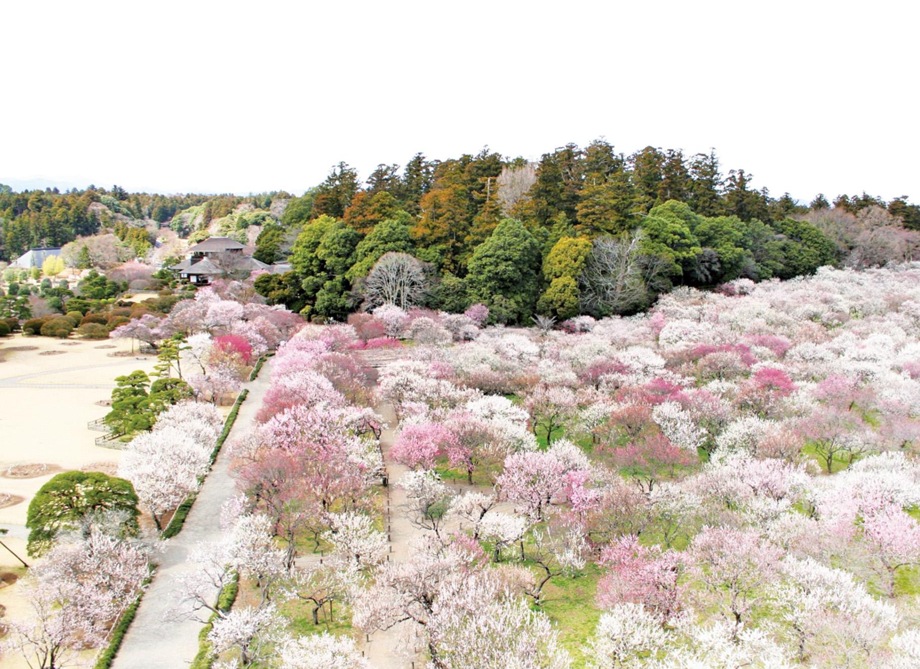 水戶梅花祭開催