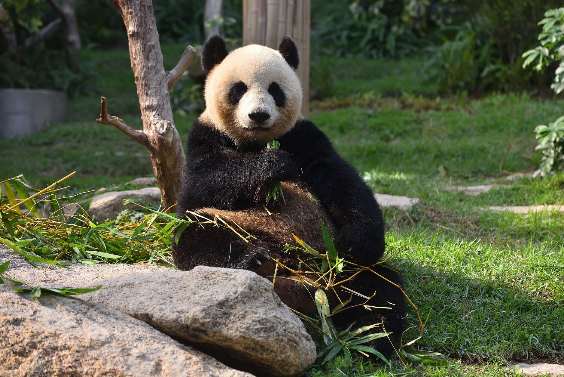 大熊貓「心心」慶祝十歲生日