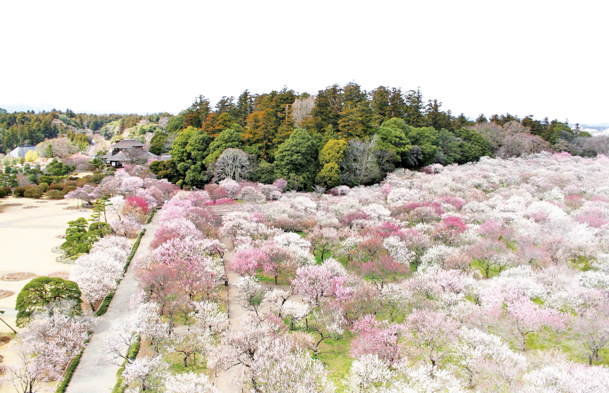 水戶梅花祭開催