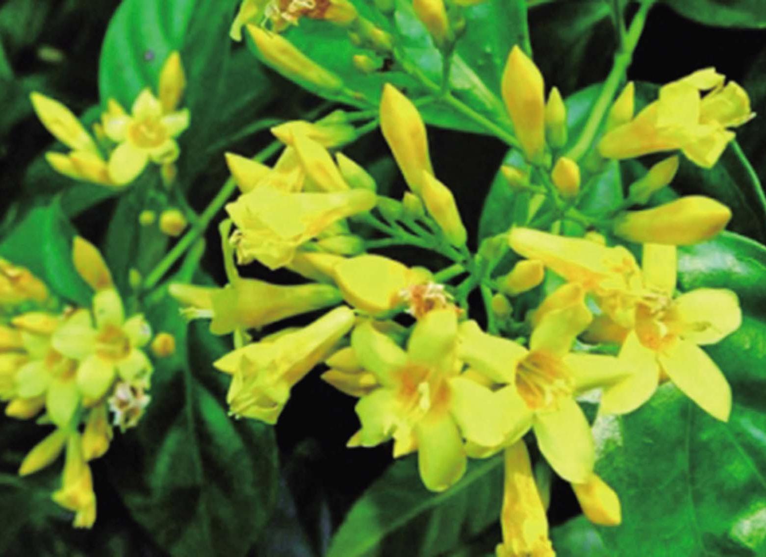 醋男呃女友飲斷腸草