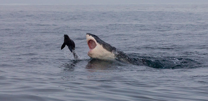 海豹鯊口逃生驚險瞬間