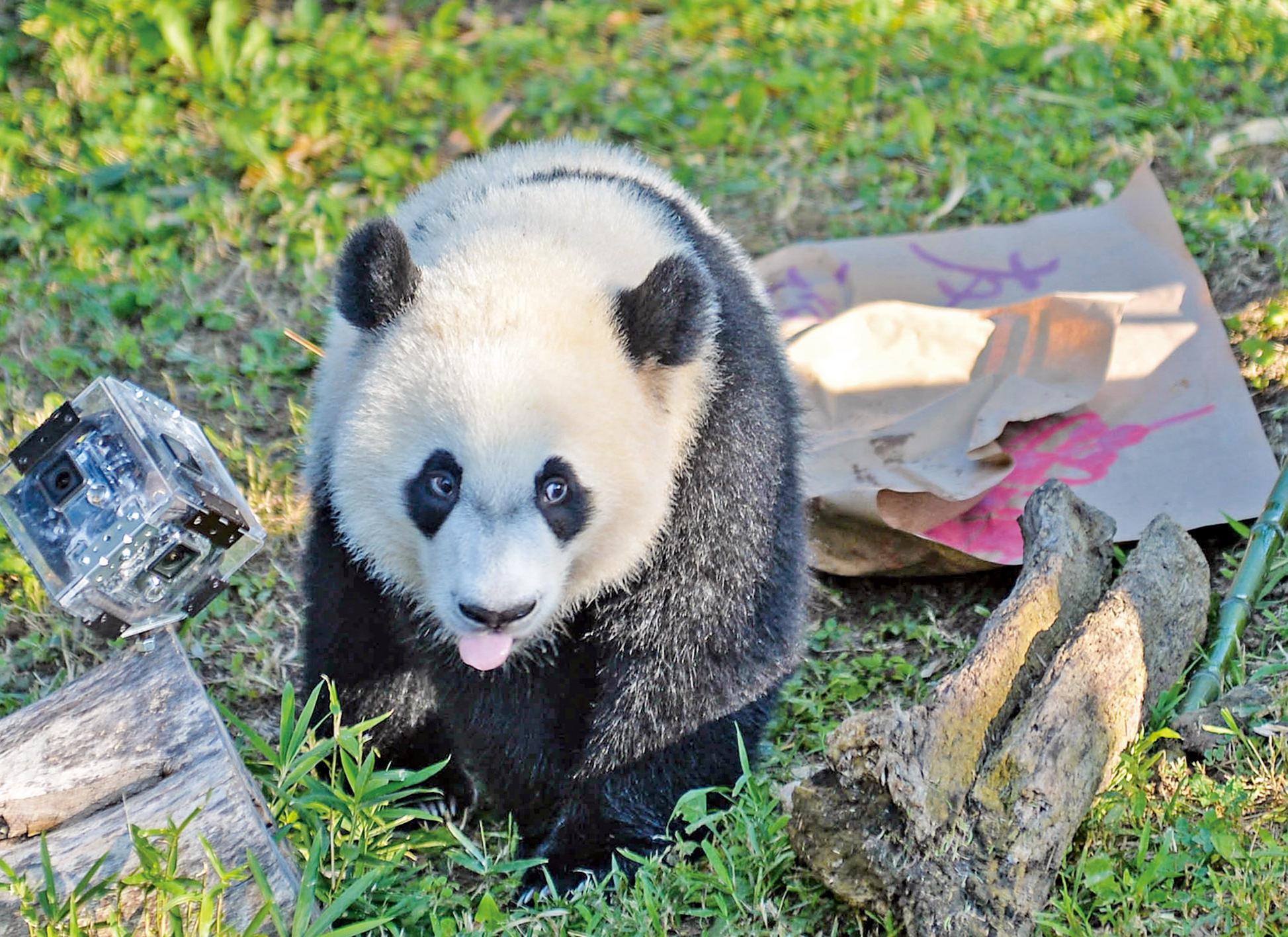 中美第一夫人祝賀
