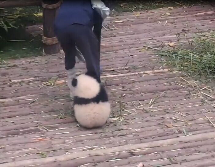 熊貓撒嬌抱腿萌到爆