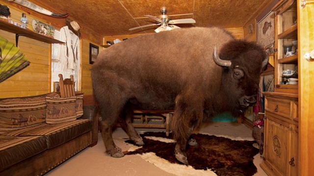 德州夫婦逾兩千磅野牛當寵物養