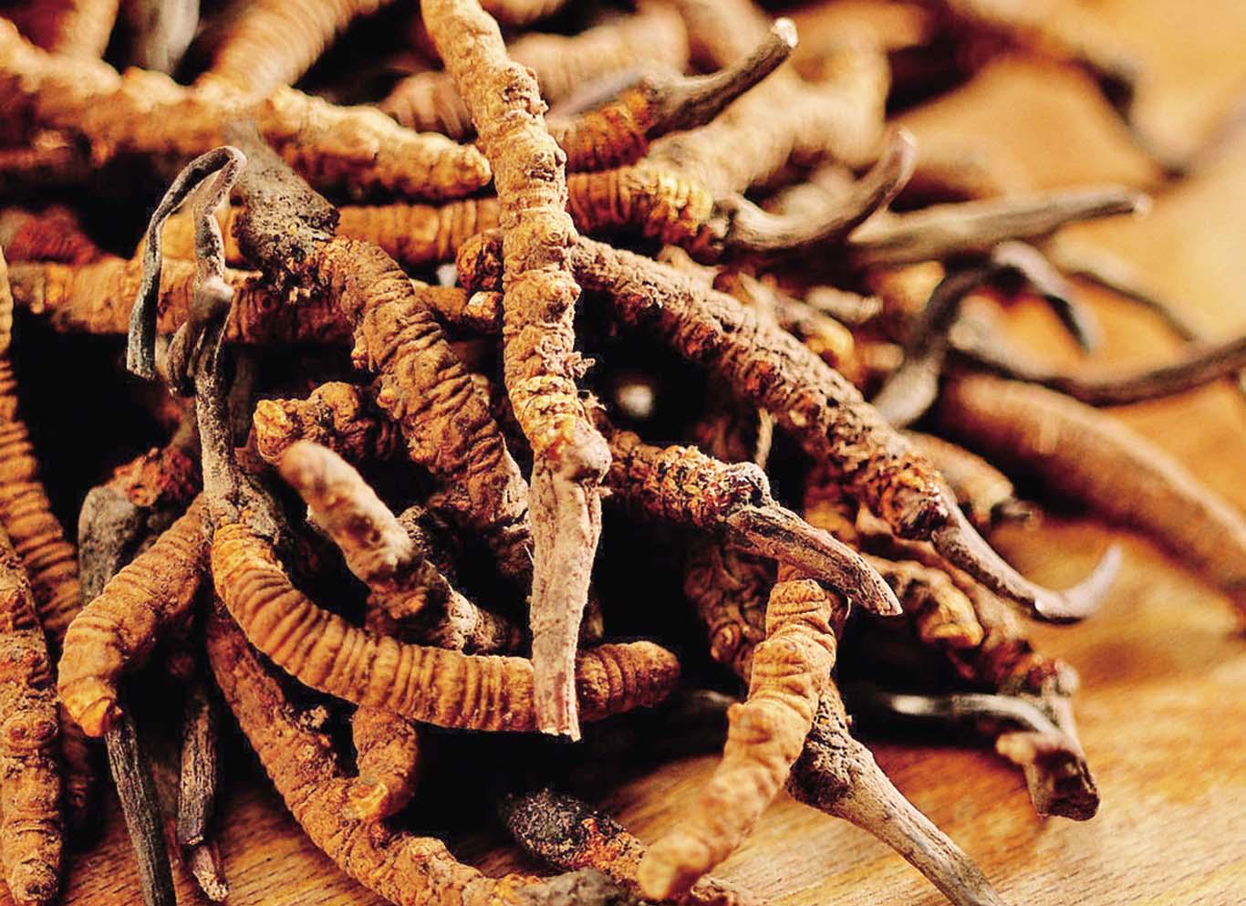 假扮問價趁亂偷冬蟲夏草