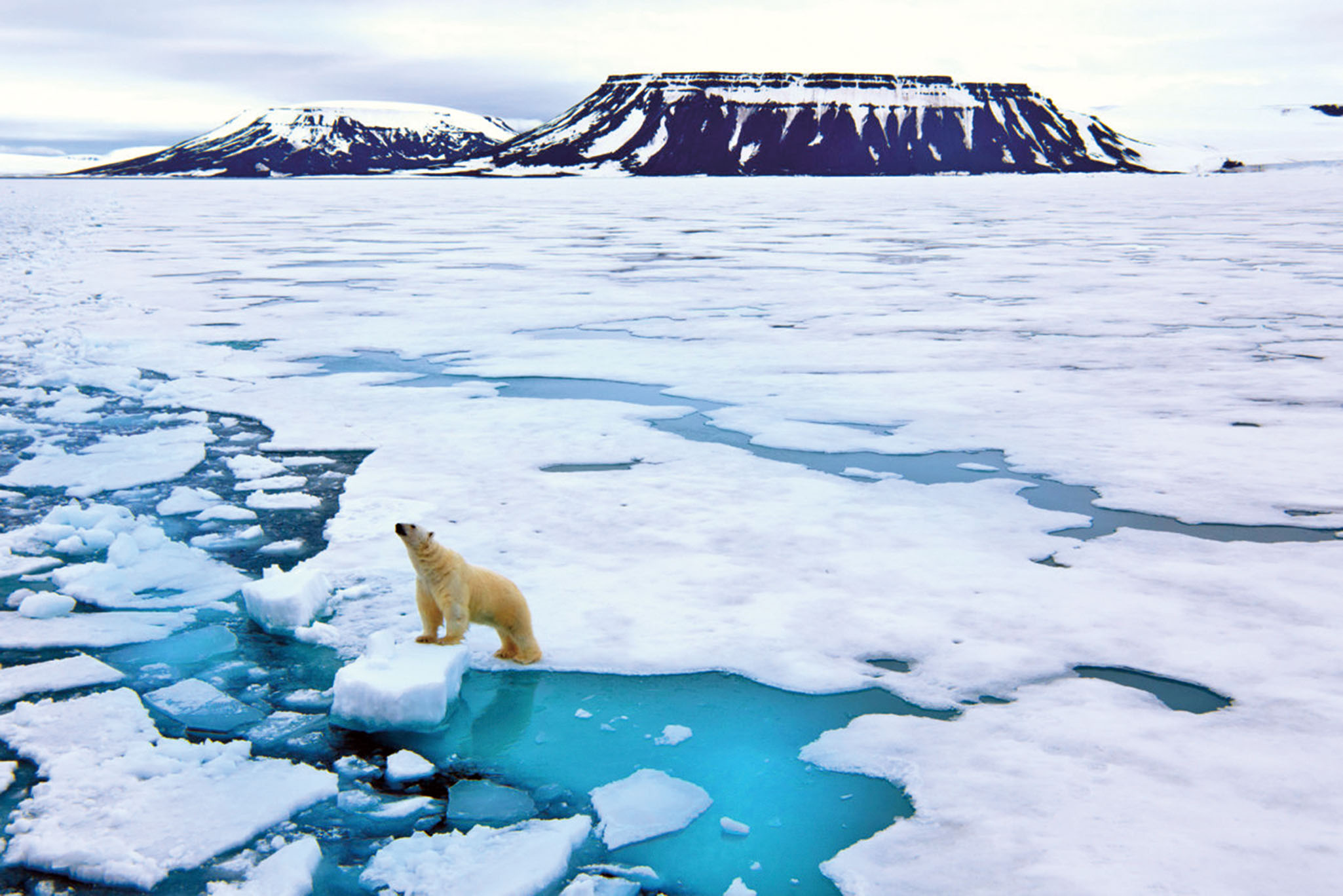 北極冰層年內恐消失