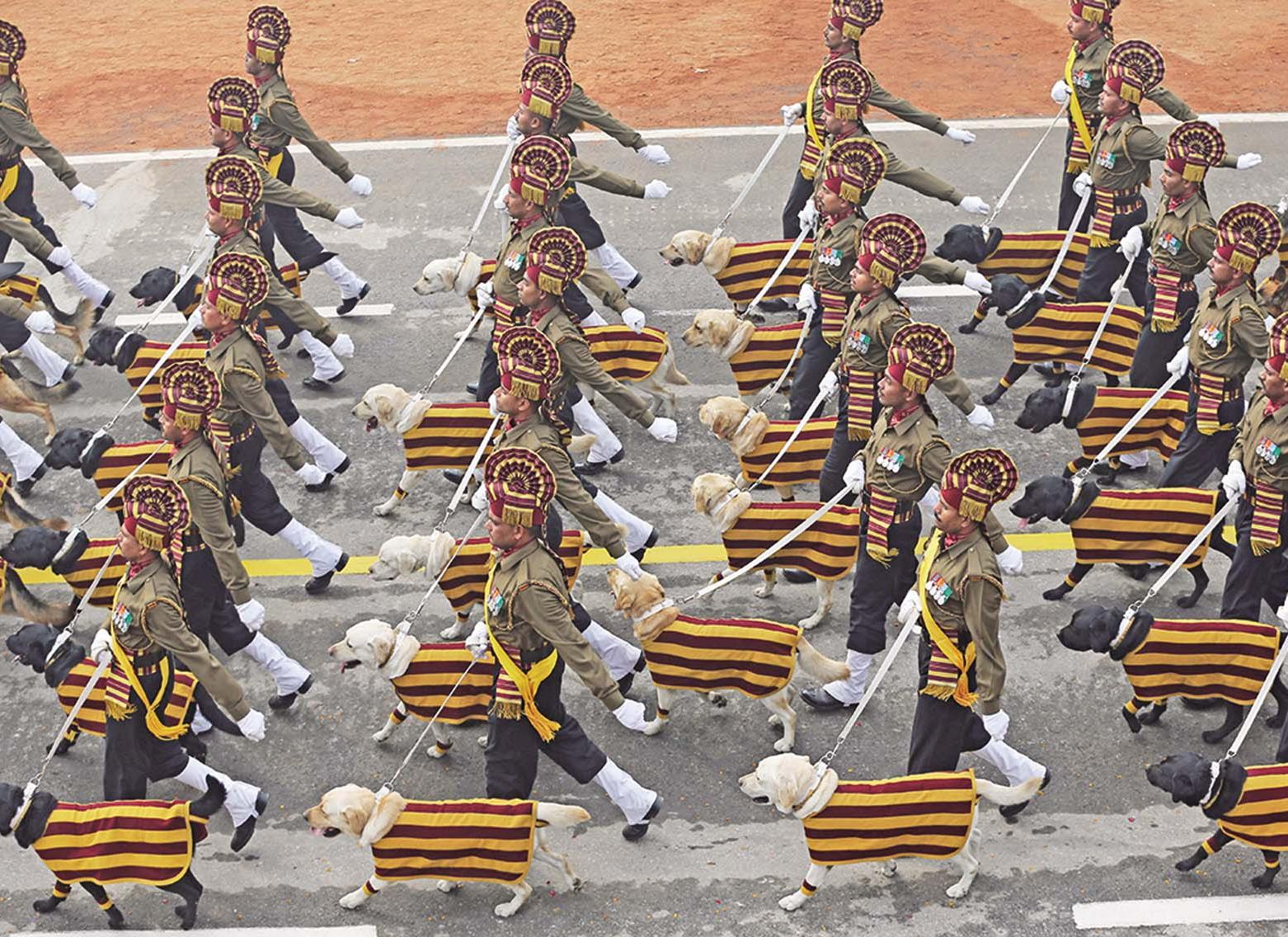 駱駝軍犬齊亮相