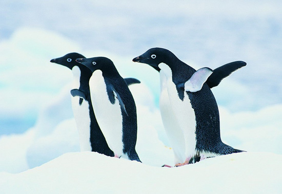 15萬小企鵝無法覓食死亡