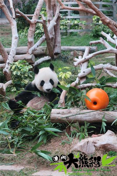 大熊貓「心心」有懷孕跡象
