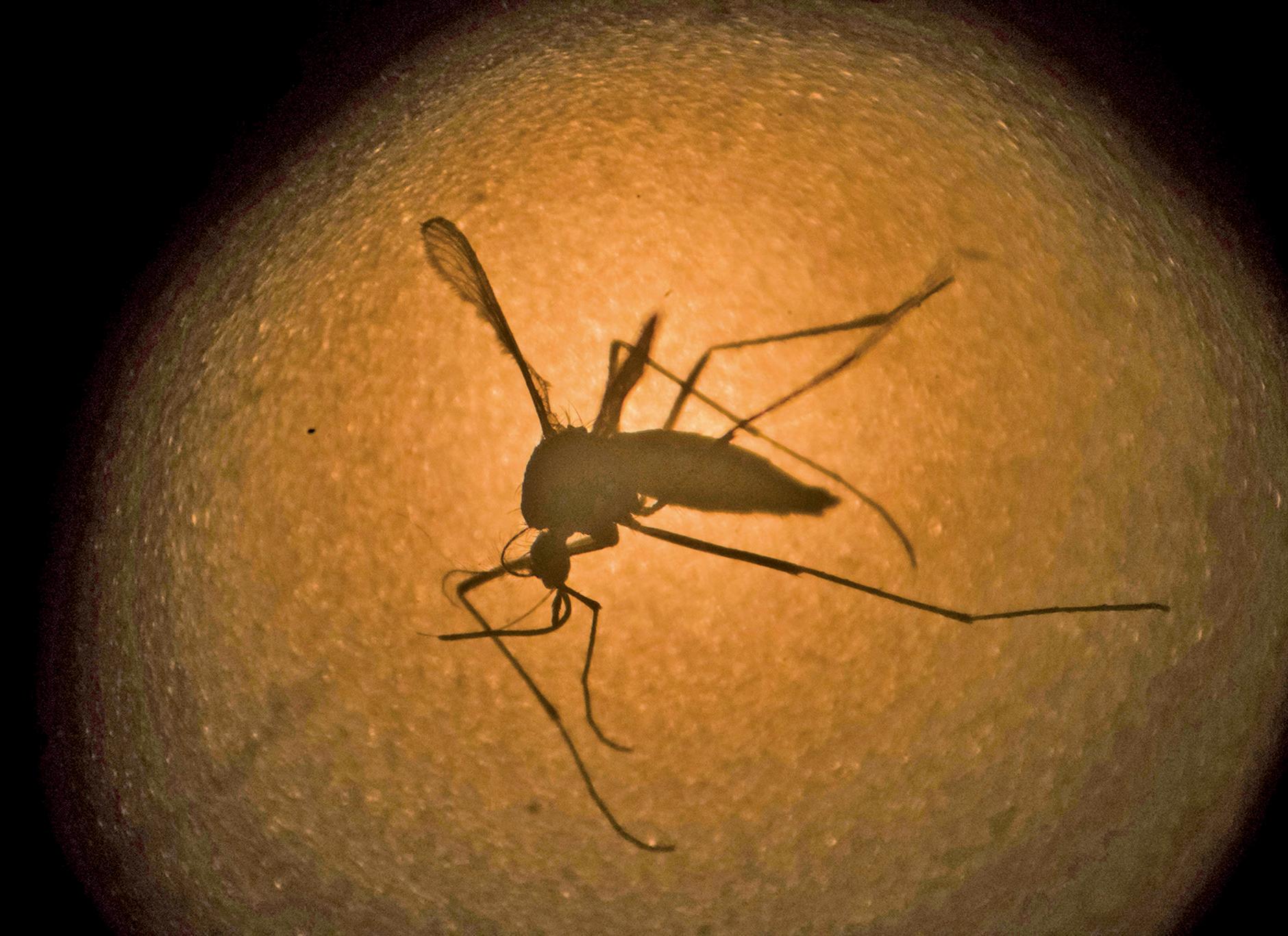 可致嬰兒腦部發育異常