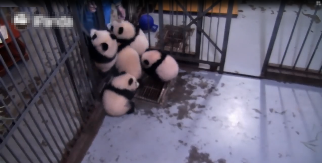 ​熊貓寶寶集體「逃獄」