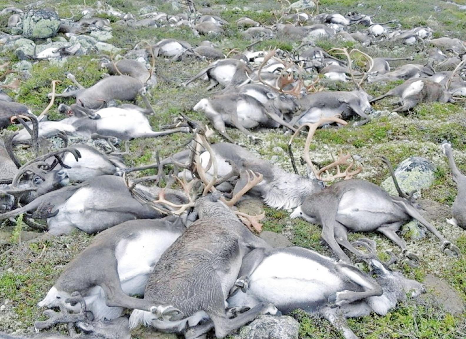 遭雷電擊中致死