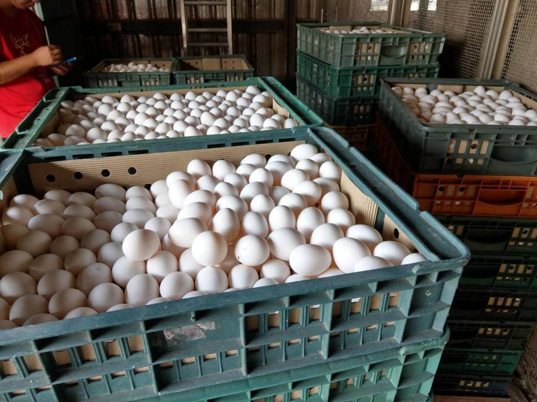 當局消毀兩萬多隻雞蛋