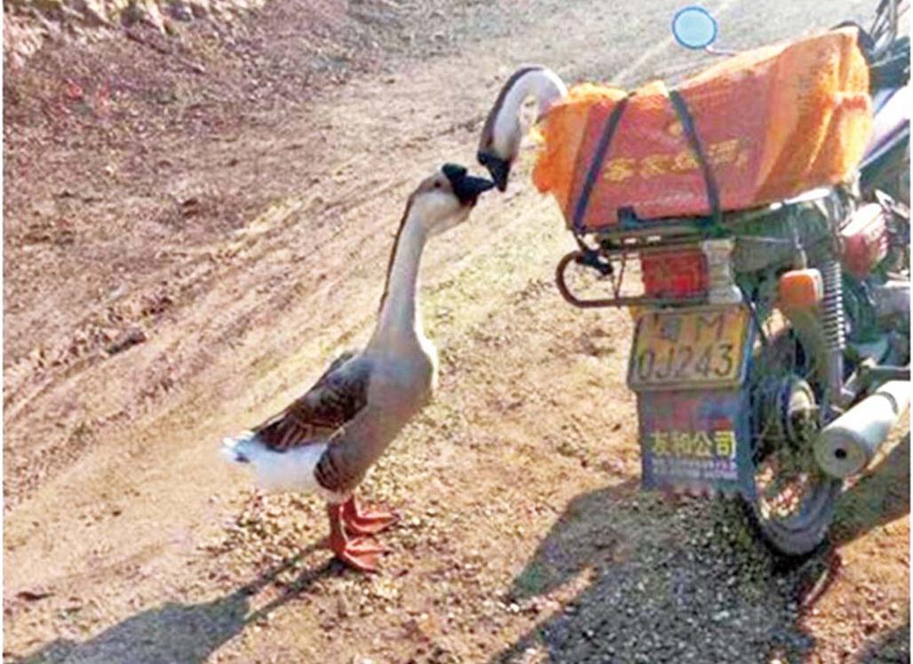 母鵝送人 公鵝落肚