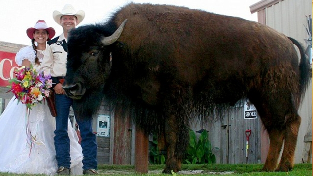 德州夫婦逾兩千磅野牛當寵物養