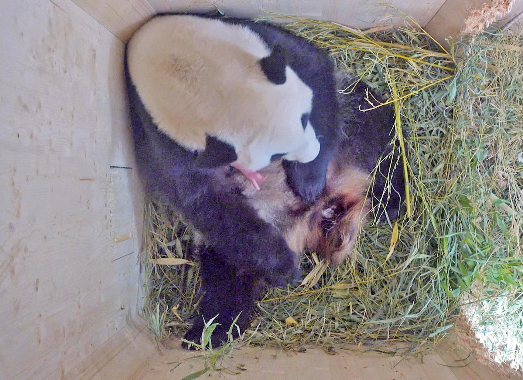 大熊貓產第四胎