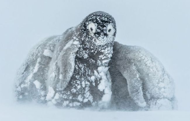怕凍皇帝企鵝攬埋一舊擋暴風雪
