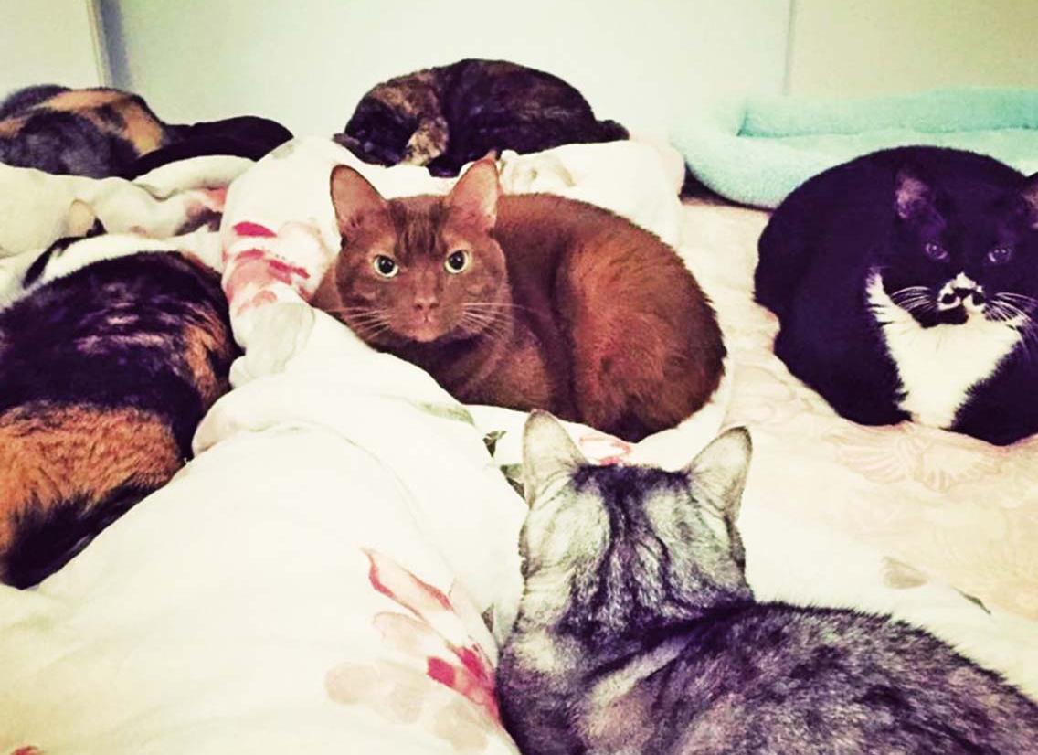 貓奴自嘲「人肉暖爐」