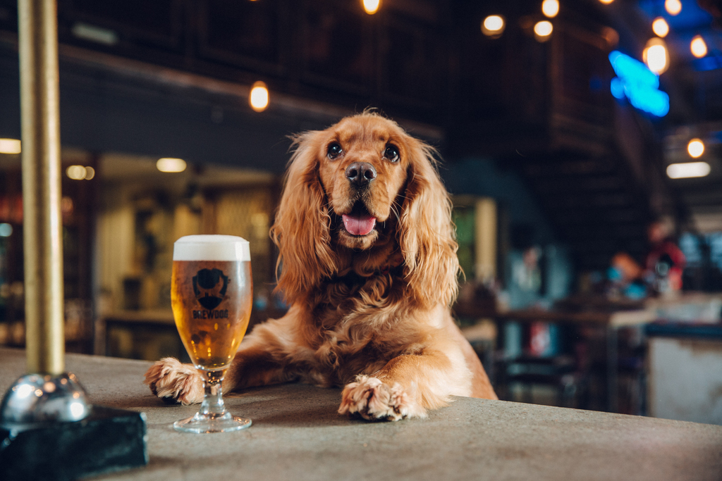 蘇格蘭啤酒廠推一周「育狗假」