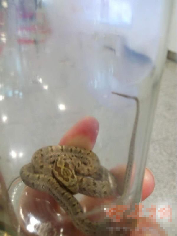 陝西咸陽機場國際航班發現活蛇