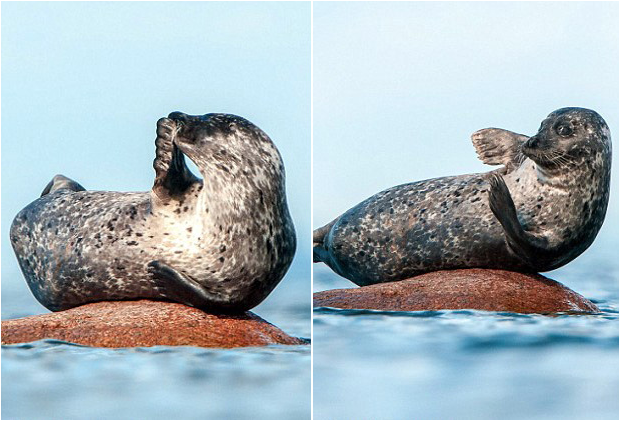 「世上最開心的海豹」​