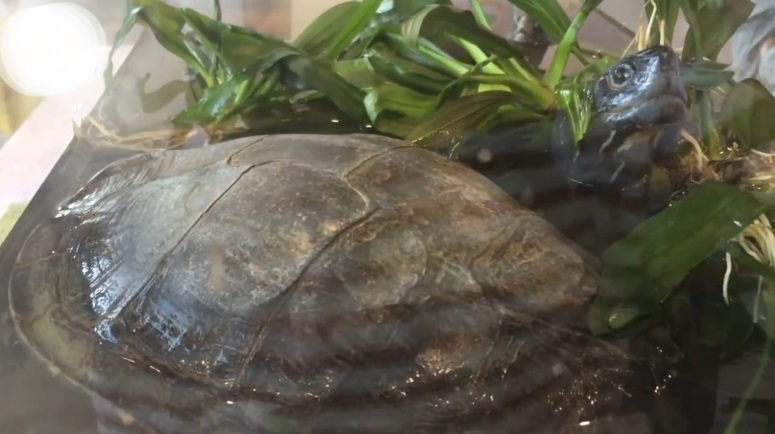 野生苗龜一次生40隻蛋 生足50年