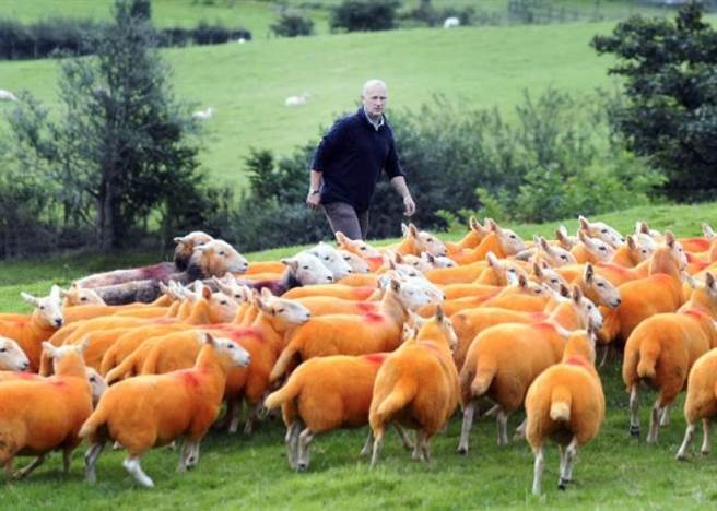 英國驚現橘色山羊