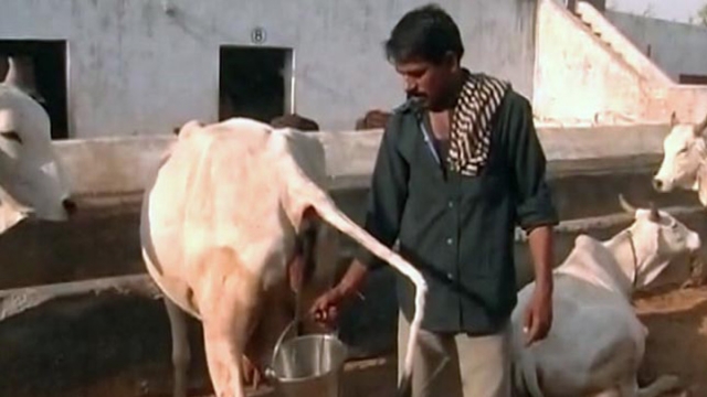 印度牛尿比牛奶更搶手