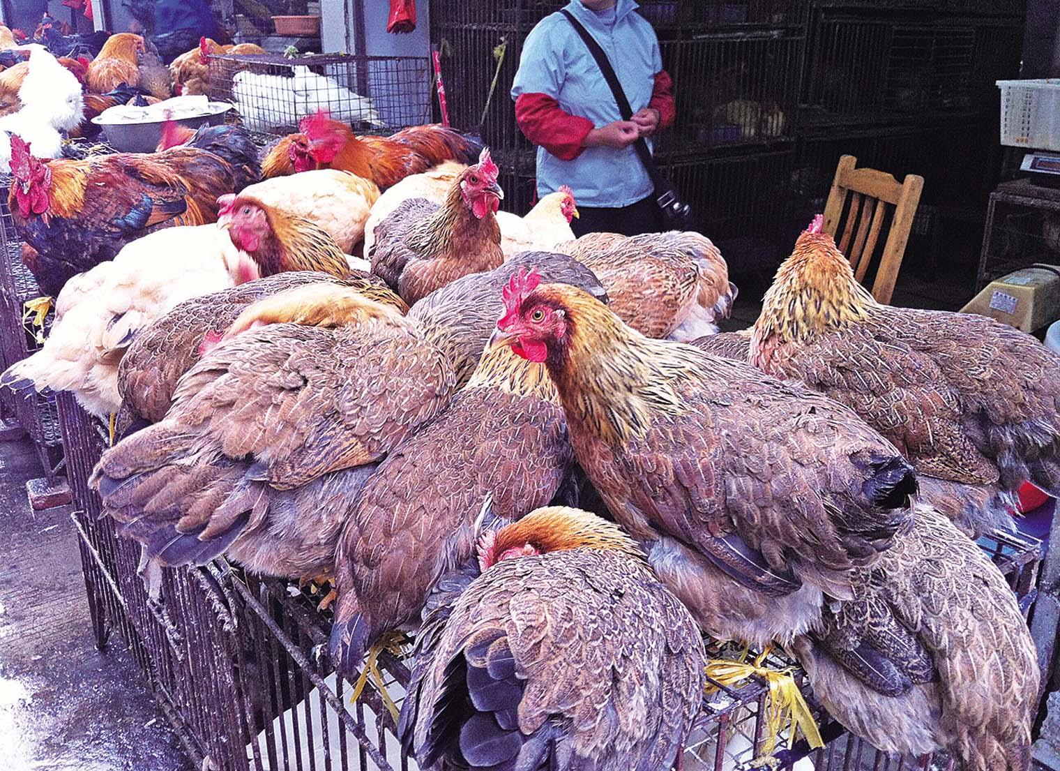 「兩南」保鮮活價格平穩