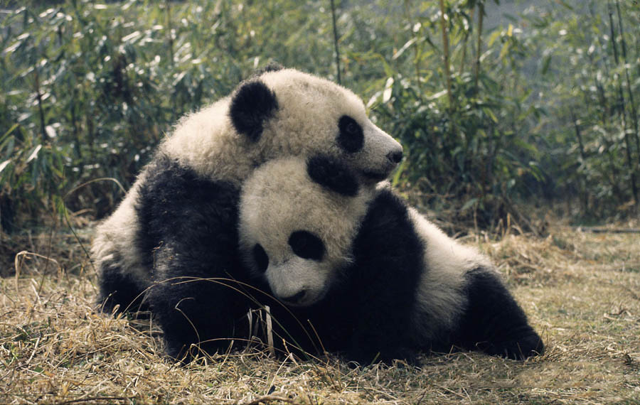 大熊貓不再列為「瀕危」