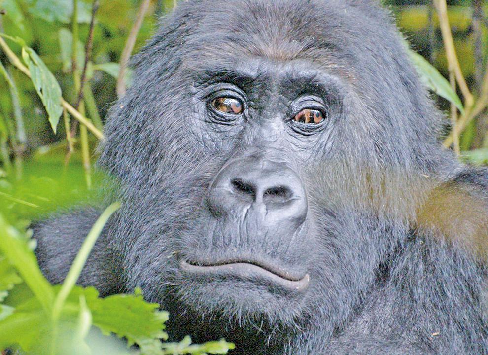 大熊貓脫離瀕危行列