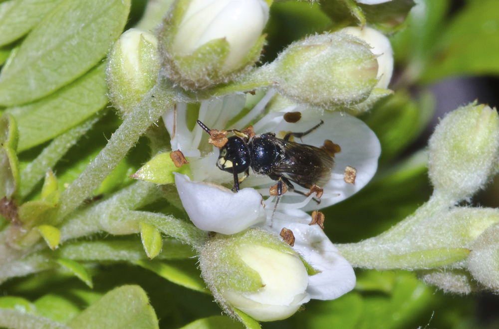 ​美首列七種蜜蜂列入保育類