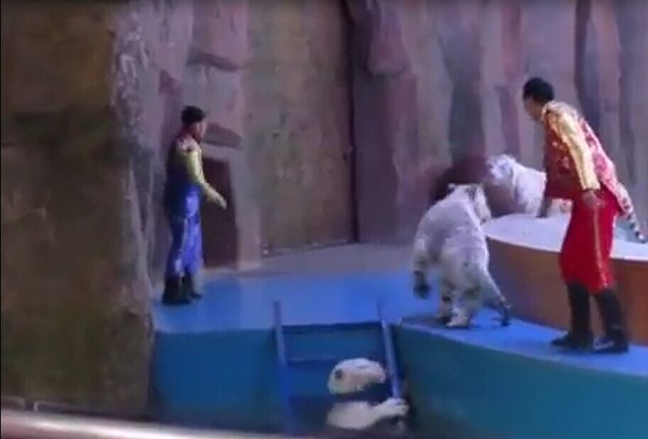 浙野生動物園被指虐待動物