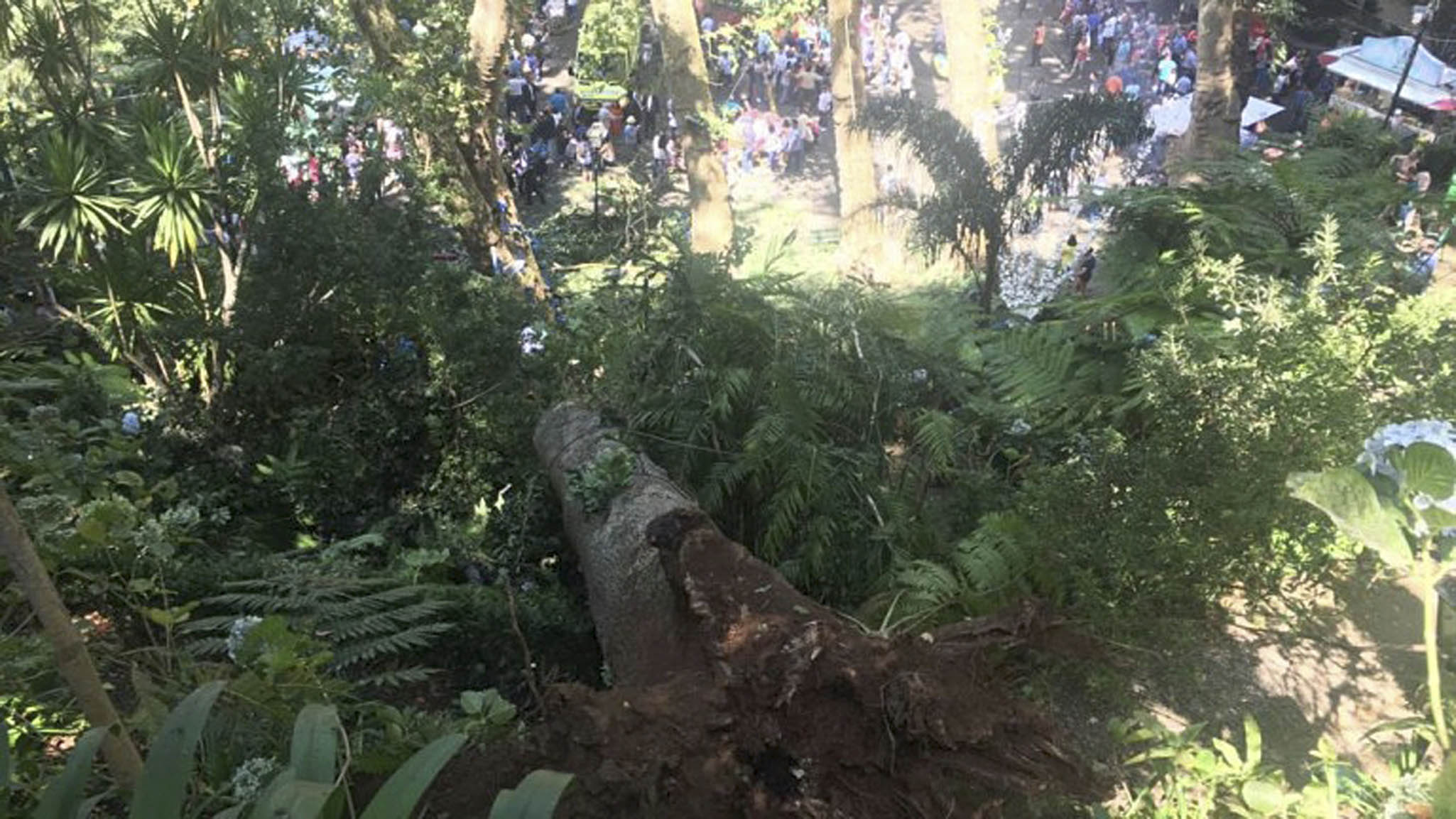200年古橡樹倒塌致13死多人骨折