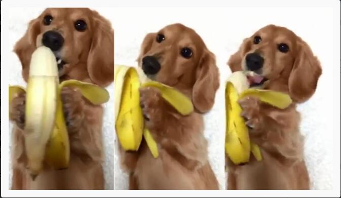 狗狗雙掌抱住香蕉食超可愛