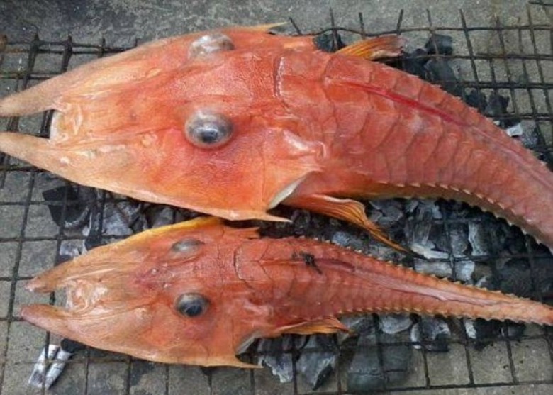 魚蝦混合體好嚇人