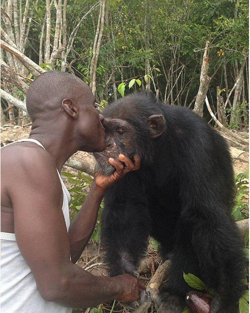 黑猩猩三年後擁抱人類