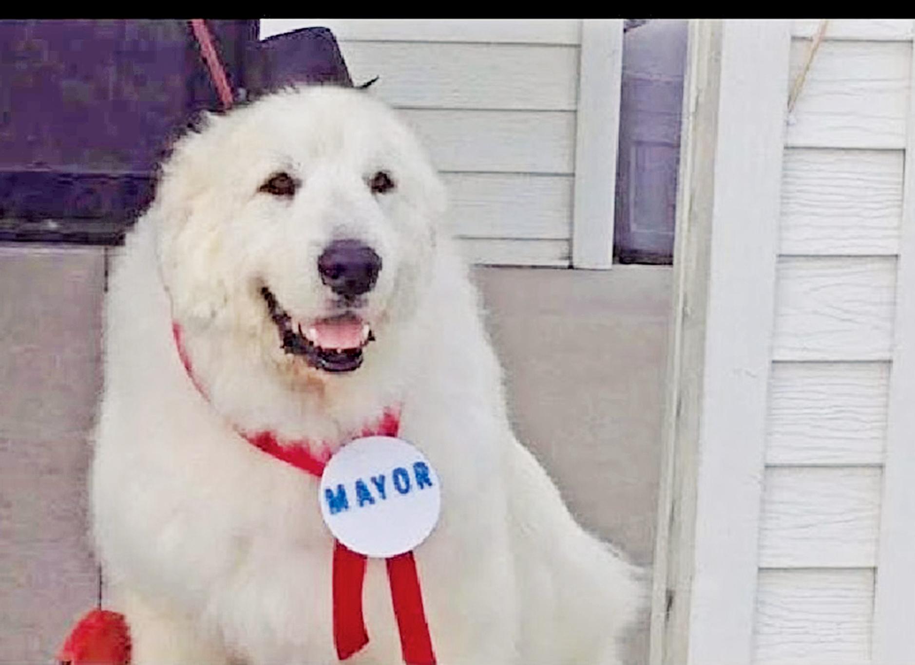 三度當選明尼蘇達鎮長
